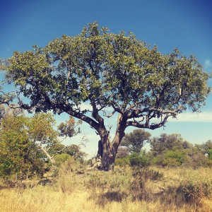 Personal Development